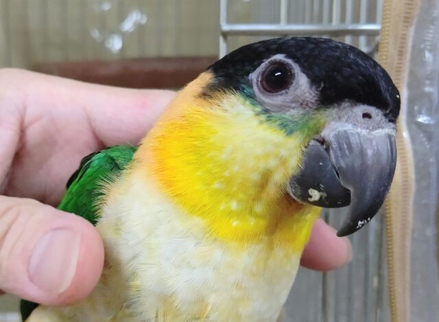 ズグロシロハラインコ