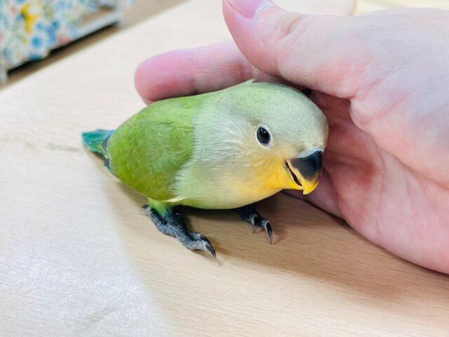 コザクラインコ（小桜インコ）