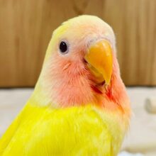 輝くフレッシュ果汁🍍コザクラインコ（ルチノー）ヒナ