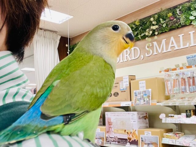 コザクラインコ（小桜インコ）