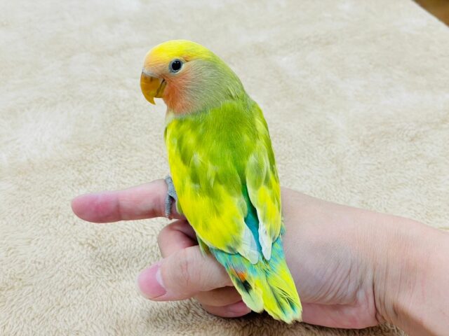 コザクラインコ（小桜インコ）