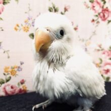 【最新画像更新☆☆】白衣の天使がやってきました〜　ボタンインコ