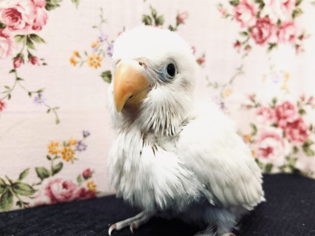 【最新画像更新☆☆】白衣の天使がやってきました〜　ボタンインコ