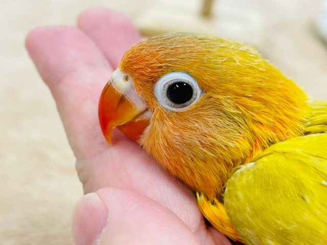 ヤマブキボタンインコ