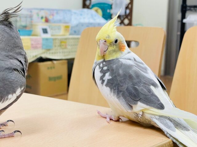 オカメインコ