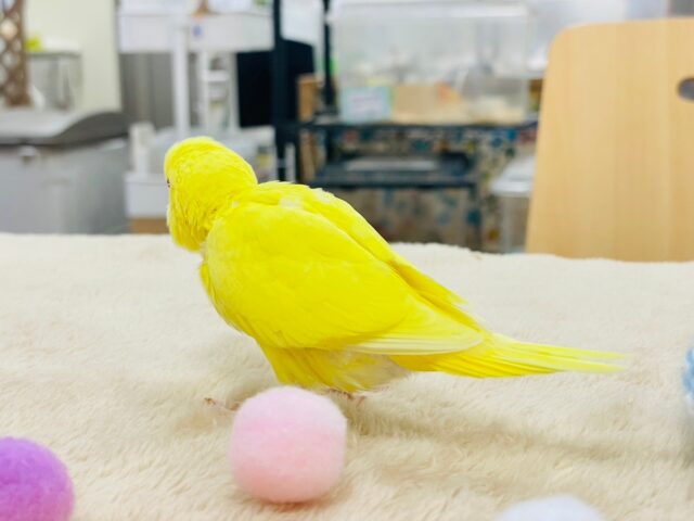 セキセイインコ