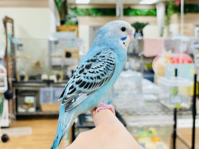 セキセイインコ