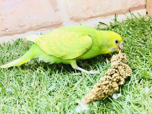 セキセイインコ