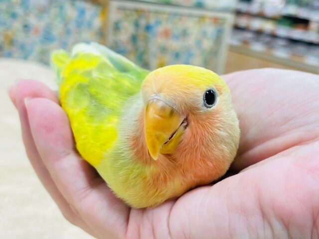 コザクラインコ（小桜インコ）