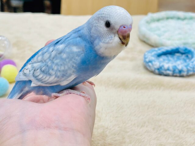 セキセイインコ