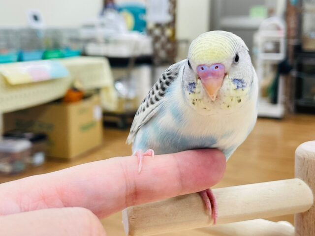 セキセイインコ