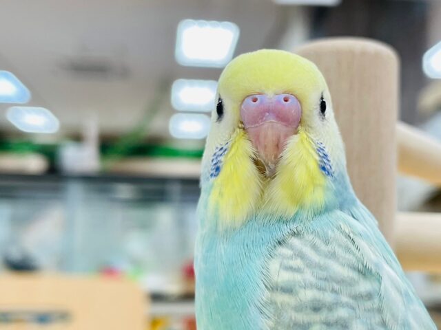 セキセイインコ