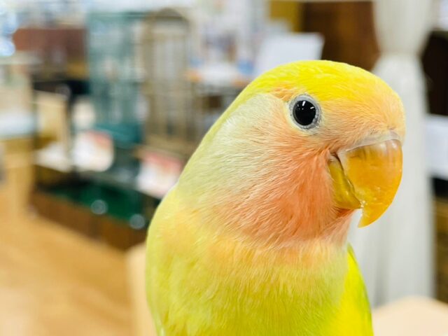 コザクラインコ（小桜インコ）