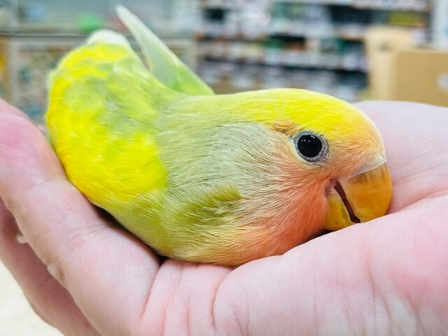 コザクラインコ（小桜インコ）