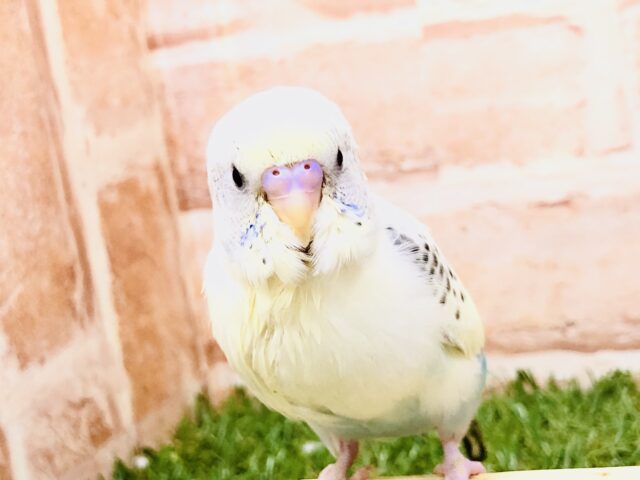 【最新画像更新☆☆】優しいカラーでほんわか笑顔に(#^.^#)　セキセイインコ