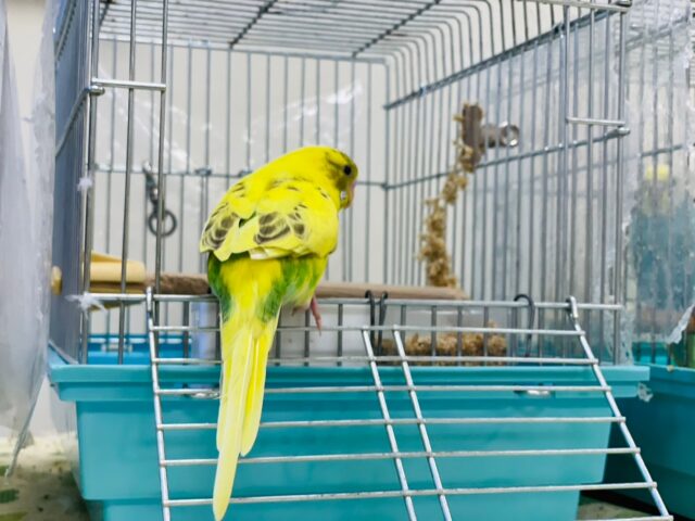 セキセイインコ