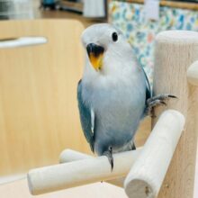 【最新画像更新🪄2回餌になりました⭐︎】愛情深き青い鳥　小桜インコ（ブルーチェリー）