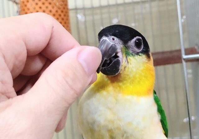 ズグロシロハラインコ