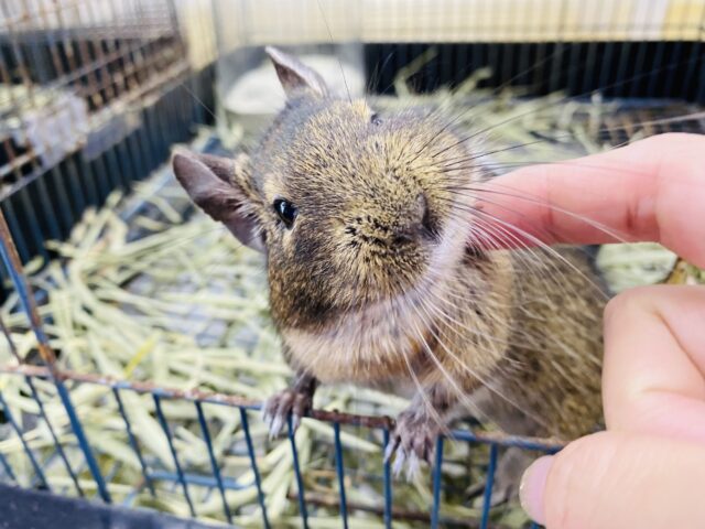 最新画像あります⭐️カキカキ大好き元気ボーイ☺️デグーアグーチ男の子⭐️