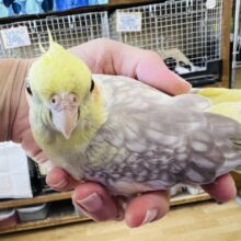 隠れた2ウェイカラー⁉︎淡いパール模様のオカメインコ（シナモンパールパイド）