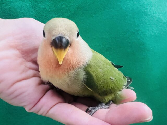 コザクラインコ（小桜インコ）