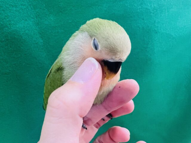 コザクラインコ（小桜インコ）