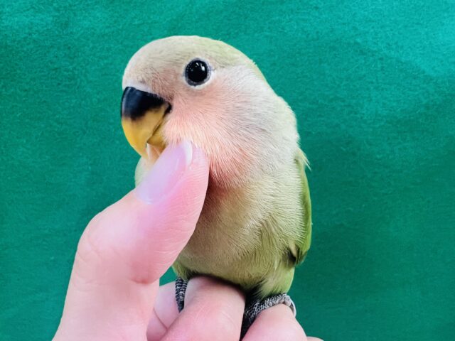 慣れすぎ♡大人気〜✨コザクラインコのヒナ(ノーマル)入荷しました❤