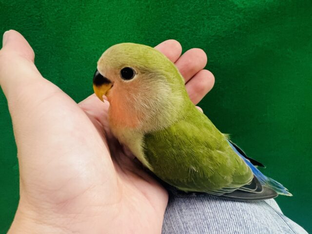 コザクラインコ（小桜インコ）