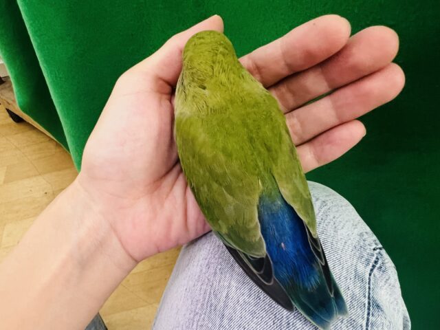 コザクラインコ（小桜インコ）