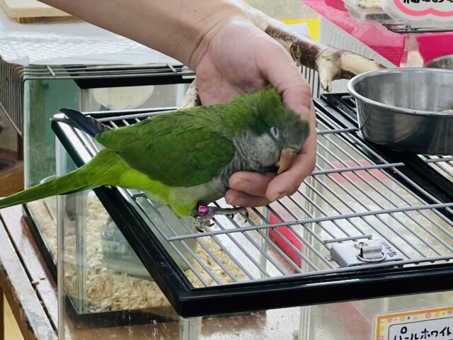 オキナインコ