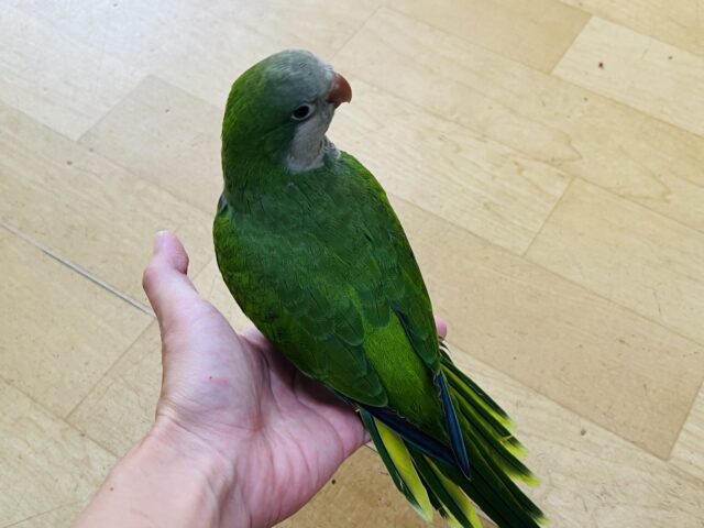 オキナインコ