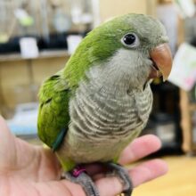 画像更新☆可愛すぎる♡ミニ恐竜？オキナインコ（グリーン）
