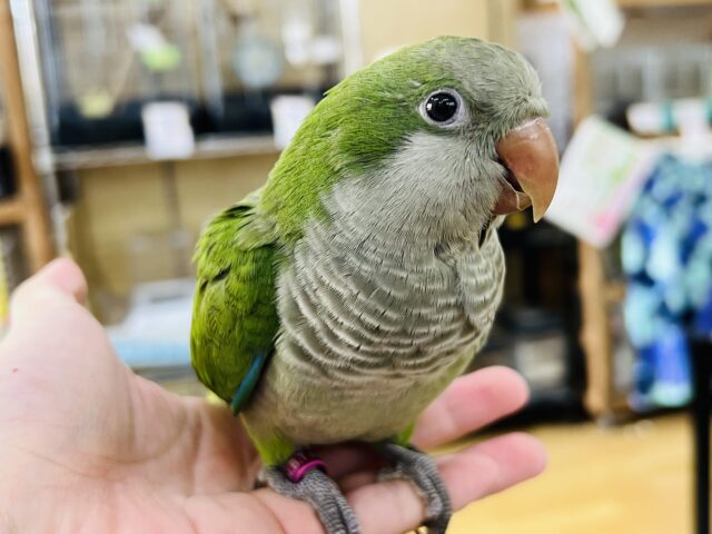 画像更新☆可愛すぎる♡ミニ恐竜？オキナインコ（グリーン）