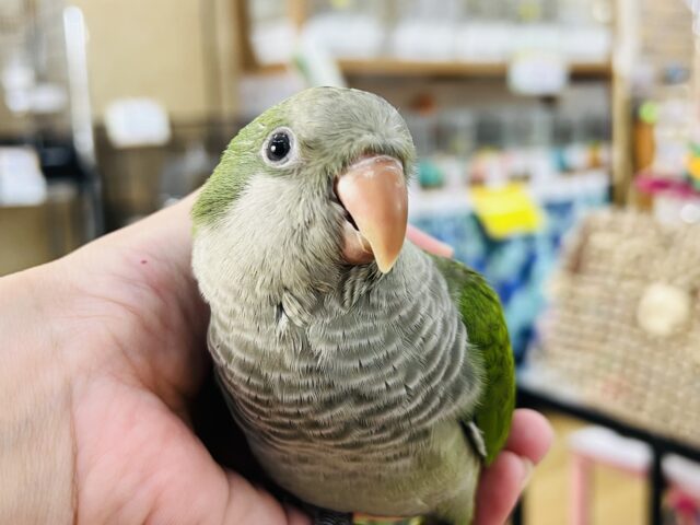 オキナインコ