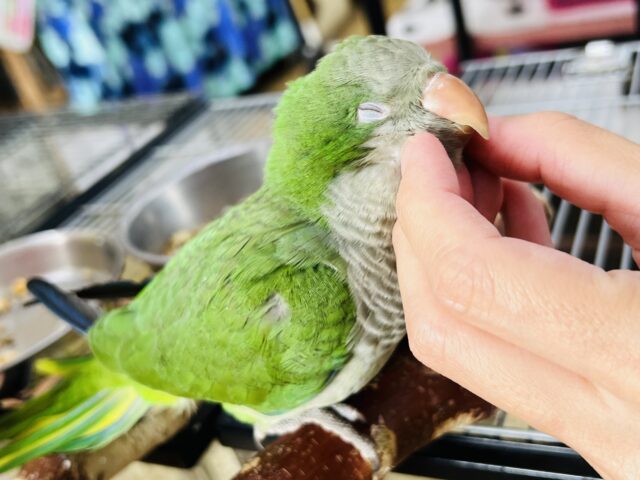 オキナインコ