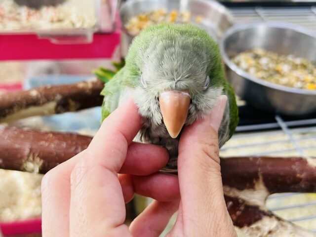 オキナインコ