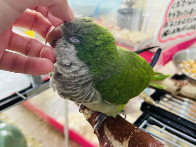 オキナインコ