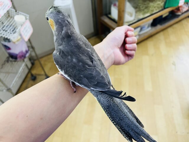 オカメインコ