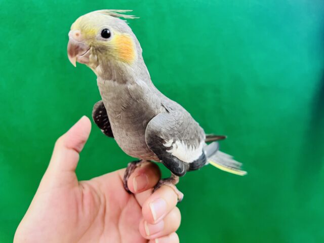 オカメインコ