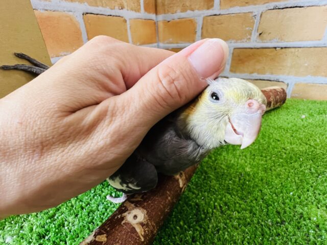 オカメインコ