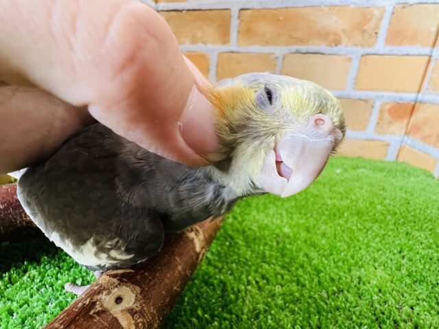 オカメインコ