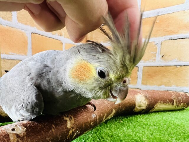 オカメインコ