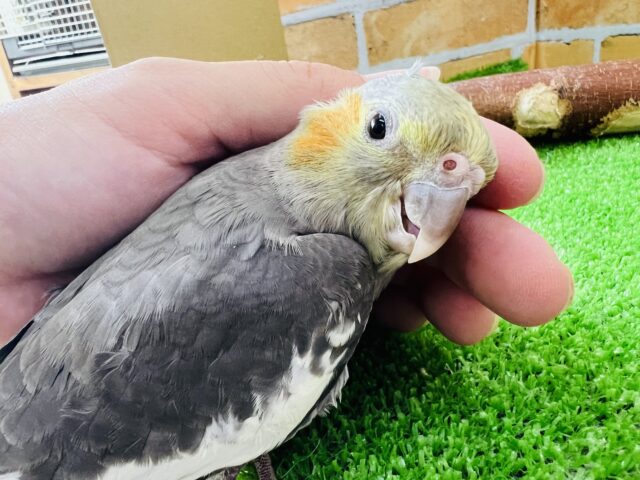 オカメインコ