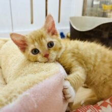 あざと攻撃炸裂〜🔥ラムキンちゃん！