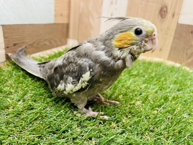 オカメインコ