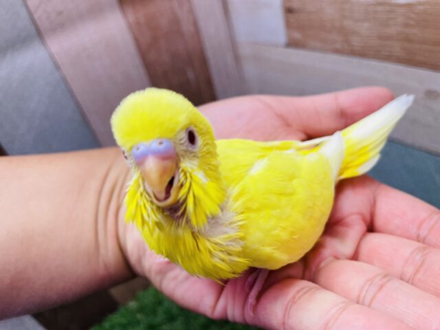 セキセイインコ