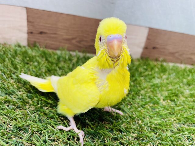 セキセイインコ