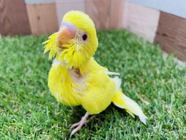 セキセイインコ