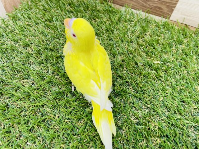 セキセイインコ