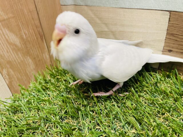 セキセイインコ